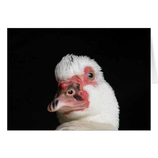 Muscovy Hen Duck (Vorderseite (Horizontal))