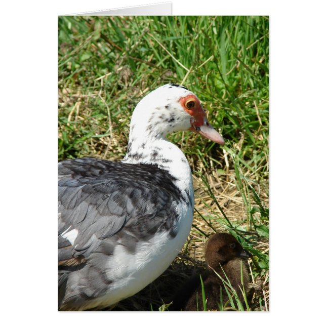 Muscovy Hen et Canard (Devant)