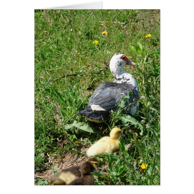 Muscovy Hen et colliers (Devant)