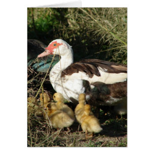 Muscovy Hen et colliers
