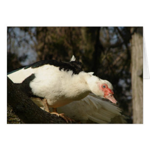 Muscovy Hen in einem Baum