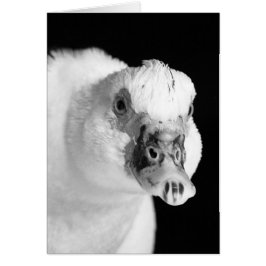 Muscovy Hen in Schwarz und Weiß