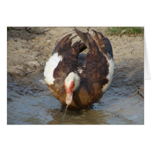 Muscovy Jouer dans une flaque