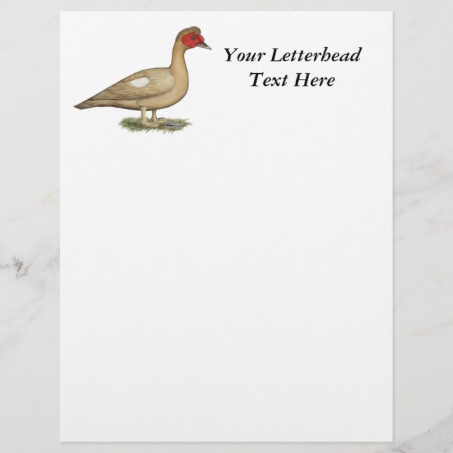 Muscovy Light Chocolate Drake (Vorderseite)