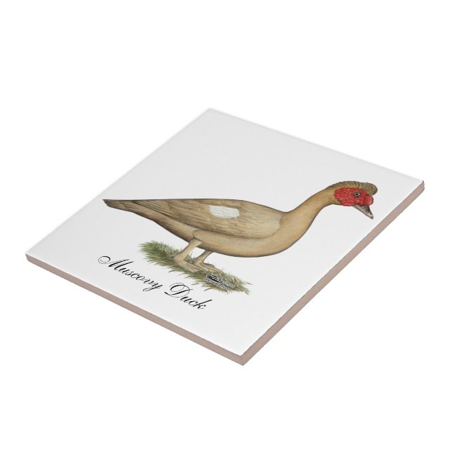 Muscovy Light Chocolate Drake Fliese (Seite)