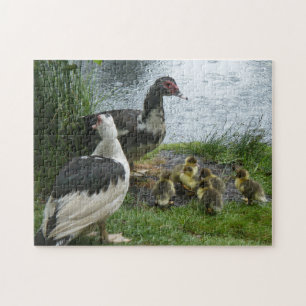 Muscovy Moms Et Ducklings Puzzle