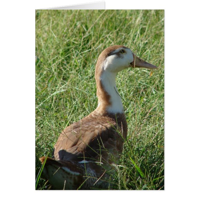 Muscovy Mule Duck (Vorne)