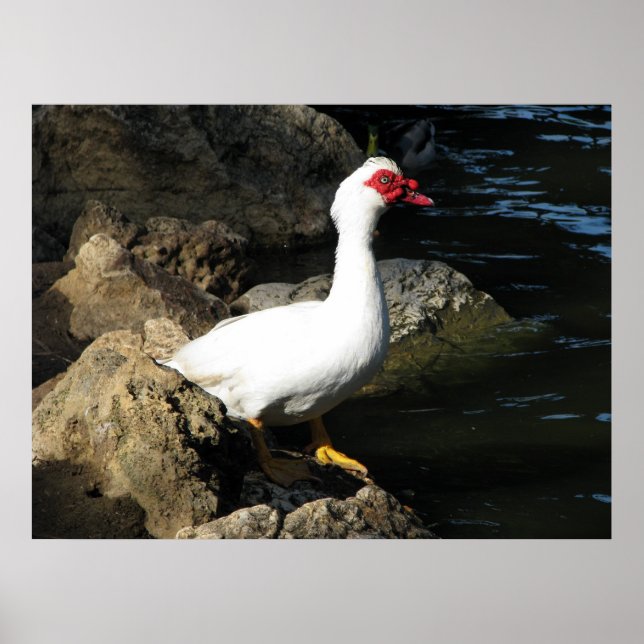 Muscovy Poster de canard blanc avec visage rouge (Devant)