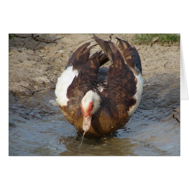 Muscovy Puddle (Vorderseite (Horizontal))