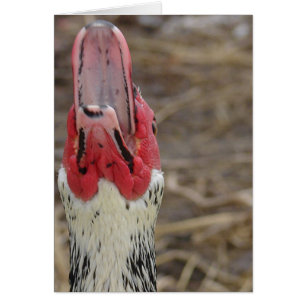 Muscovy riant