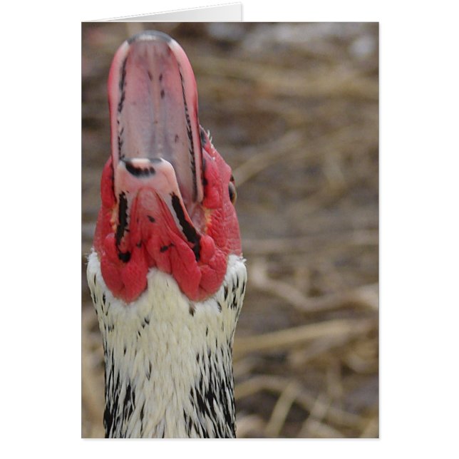 Muscovy riant (Devant)