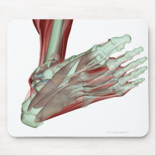 Musculoskeleton des Fußes 2 Mousepad