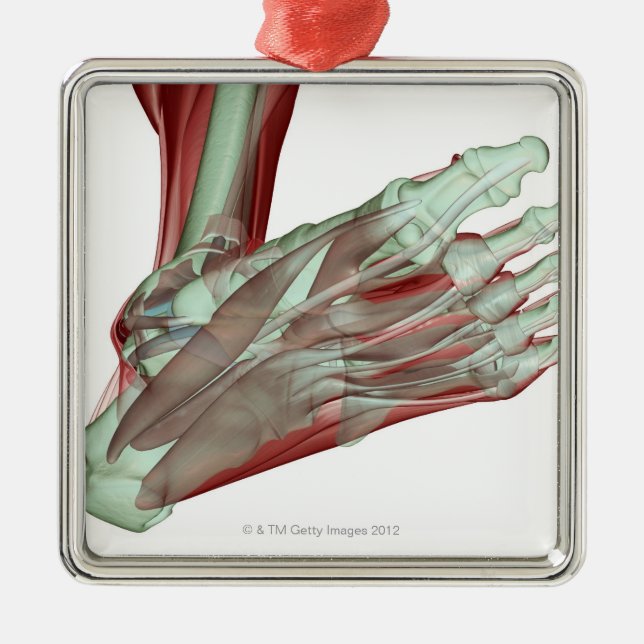 Musculoskeleton des Fußes 2 Silbernes Ornament (Vorne)