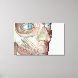 Musculoskeleton des Gesichtes 3 Leinwanddruck