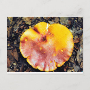 Mushroom Beautiful Postkarte