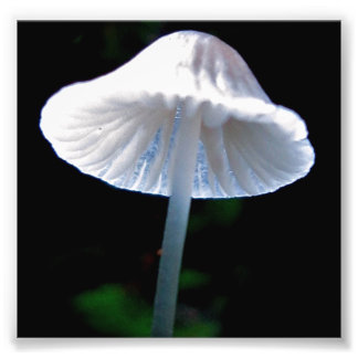 Mushroom beleuchtet fotodruck