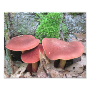 Mushroom-Foto Fotodruck