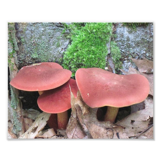 Mushroom-Foto Fotodruck (Vorne)