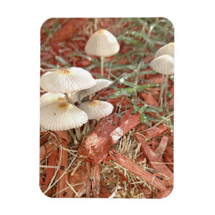 Mushroom Foto Magnet