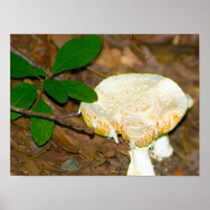 Mushroom Foto Poster