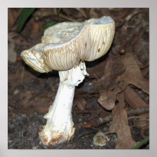 Mushroom Foto Poster