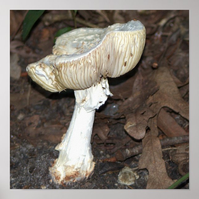 Mushroom Foto Poster (Vorne)