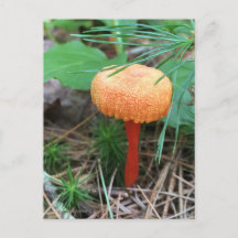 Mushroom Holiday Postkarte