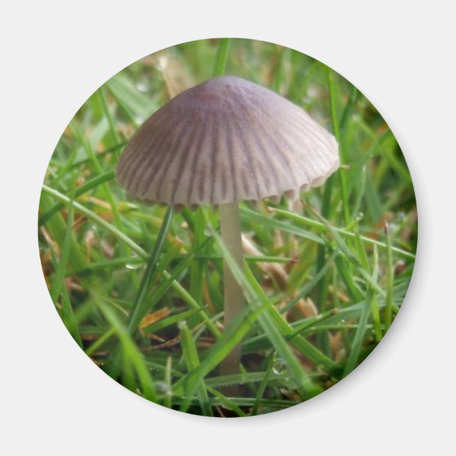 Mushroom Magnet (Vorne)