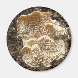Mushroom Magnet
