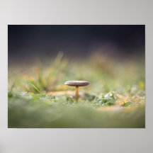 Mushroom Nature Foto