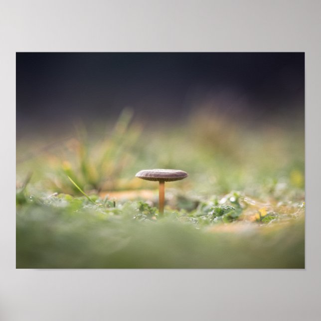 Mushroom Nature Foto Poster (Vorne)