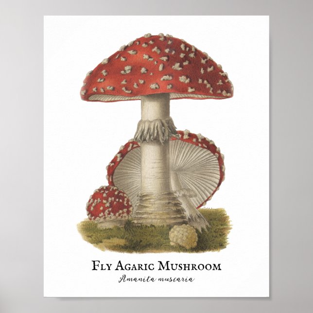 Mushroom Red Magic Vintag 1800 Poster (Vorne)