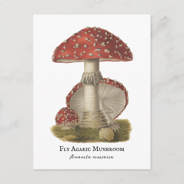 Mushroom Red Magic Vintag 1800 Postkarte (Vorderseite)
