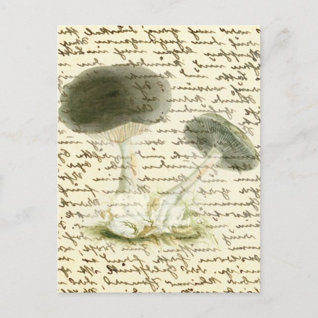 Mushroom-Sketch verblasste Text-boho-Kernmorelle Postkarte (Vorderseite)