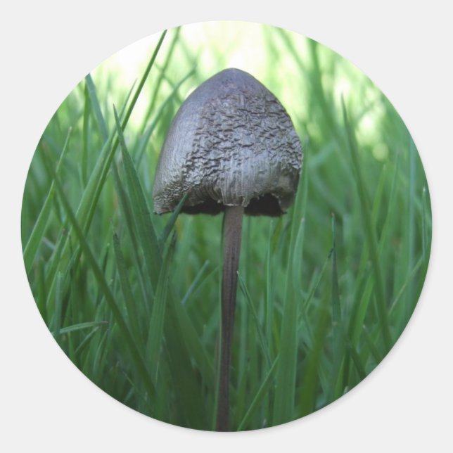 Mushroom Stickers (Vorderseite)