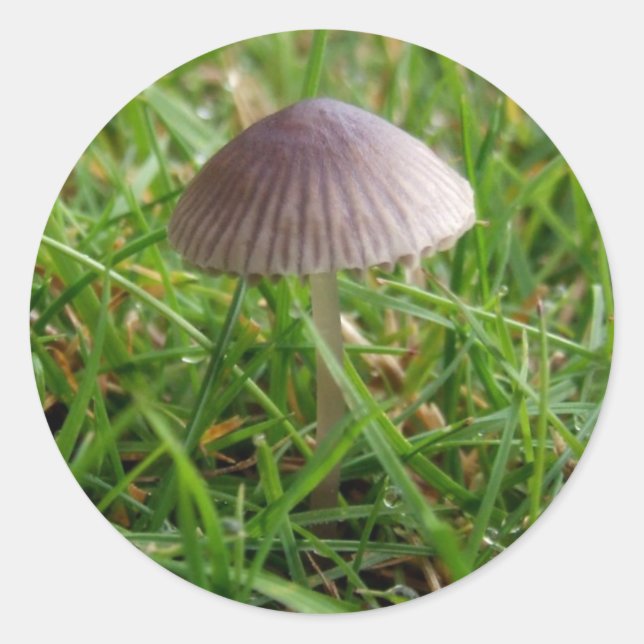 Mushroom Stickers (Vorderseite)