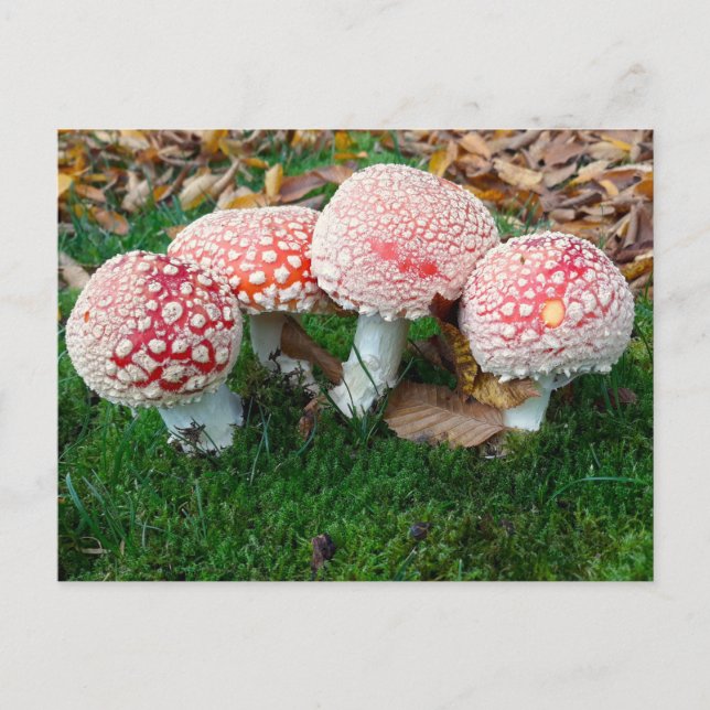 mushroom town postkarte (Vorderseite)