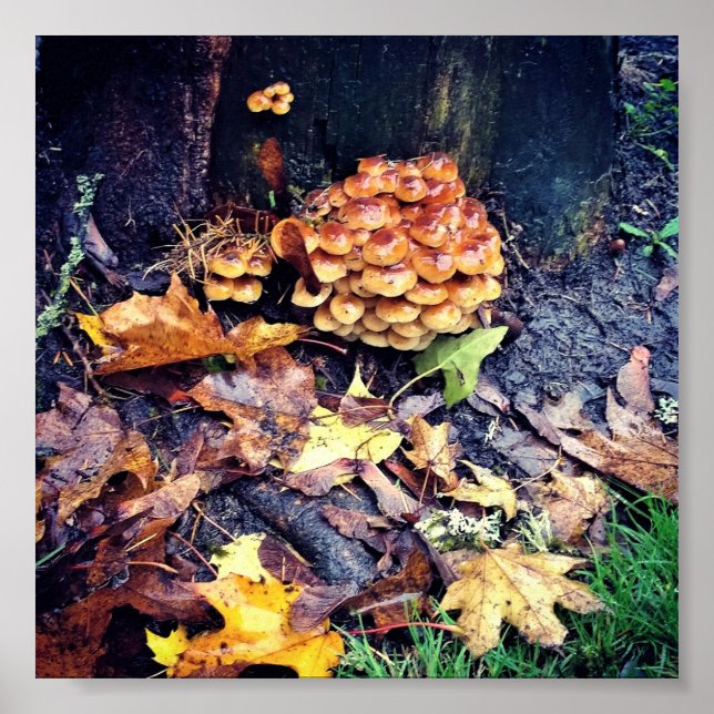 Mushroom Village Poster (Vorne)