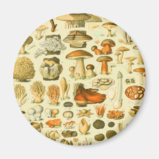 Mushroom Vintag Toadstool Antike Illustration Magnet (Vorne)