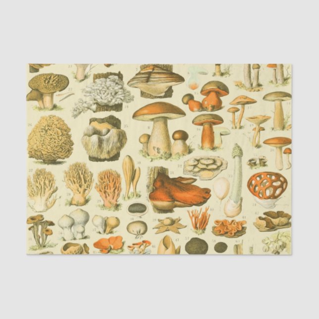 Mushroom Vintag Toadstool Antike Illustration Seidenpapier (Vorderseite)