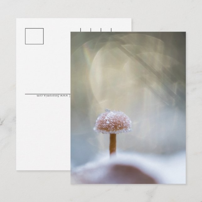 Mushroom Winter Foto Feiertagspostkarte (Vorne/Hinten)