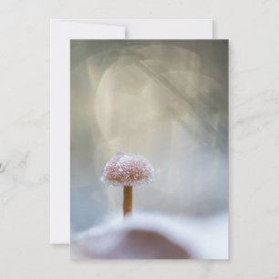 Mushroom Winter Nature Foto-Karte