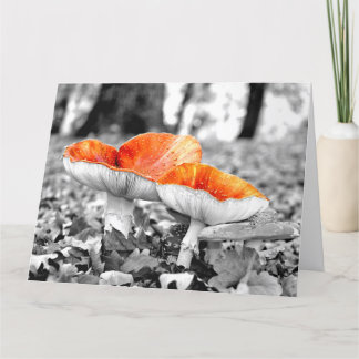 Mushrooms Adelaide Hills Gigantische Kunstkarte Karte