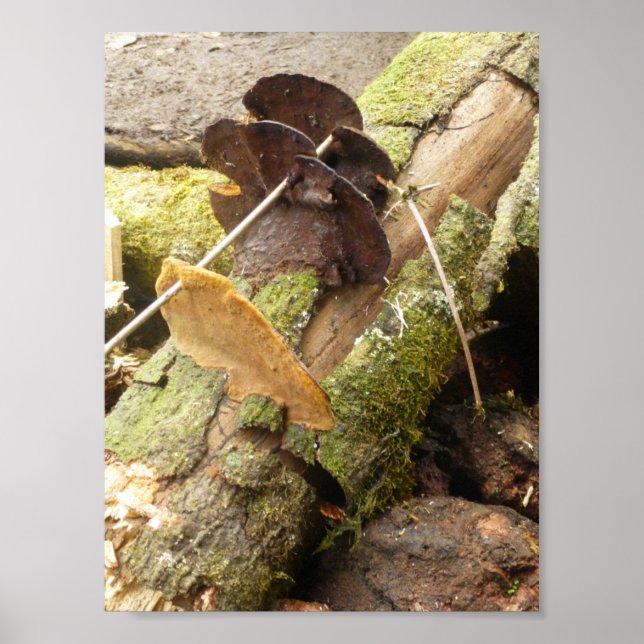MUSHROOMS BIG ISLAND HAWAII POSTER (Vorne)
