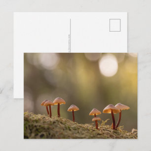 Mushrooms Nature Foto Postkarte
