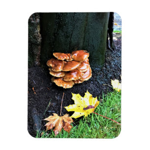 Mushrooms on a Tree, Oregon Magnet
