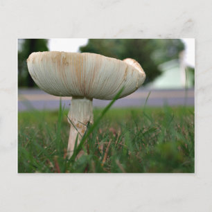 Mushrrom Postkarte