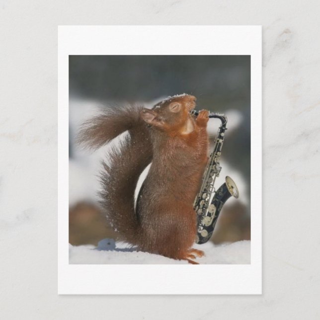 Musical Squirrel Post Card Postkarte (Vorderseite)