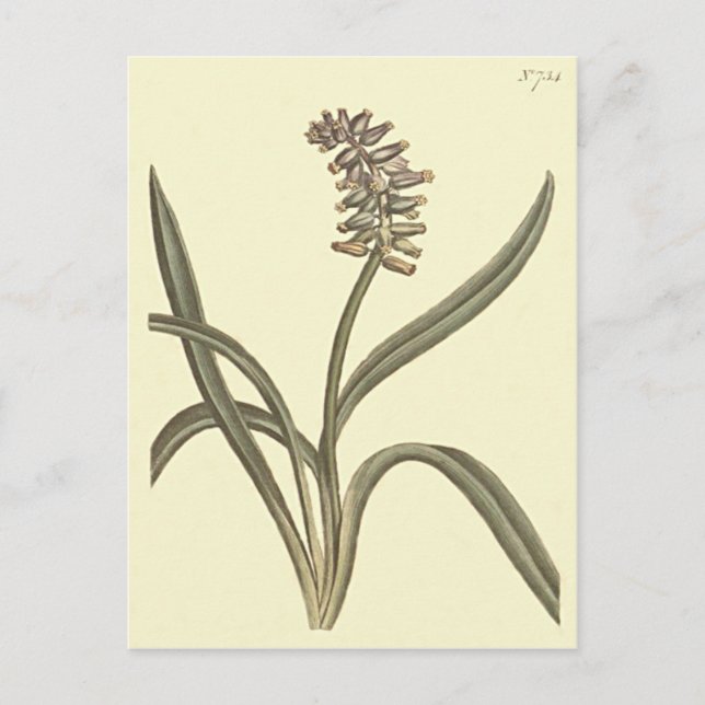 Musk Grape Hyacinth Botanische Illustration Postkarte (Vorderseite)