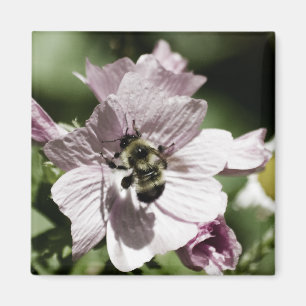 Musk in Afternoon Magnet